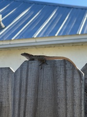 Anolis sagrei