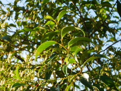 Vaccinium bracteatum, photograph Jacy Chen, CC BY, iNaturalist via GBIF