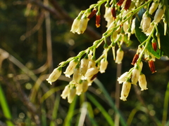 Vaccinium bracteatum, photograph Jacy Chen, CC BY, iNaturalist via GBIF