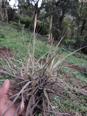Tillandsia schiedeana