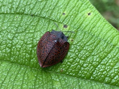 Cyrtonota textilis