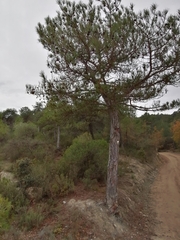 Pinus nigra salzmannii