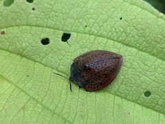 Cyrtonota textilis