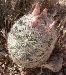 Escobaria chlorantha