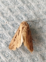 Agrotis spinifera