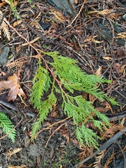 Thuja plicata