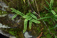 Asplenium trichomanes