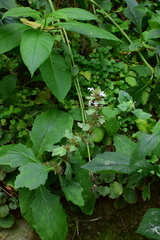 Ajuga ciliata