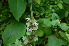Ajuga ciliata