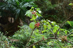 Viburnum betulifolium