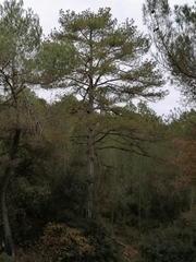Pinus nigra salzmannii