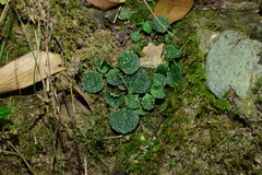 Chrysosplenium delavayi
