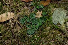 Chrysosplenium delavayi