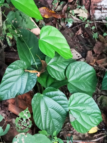 Image of Anamirta cocculus by (c) Sindhu Haridas, some rights reserved (CC BY)