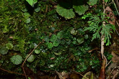 Chrysosplenium delavayi