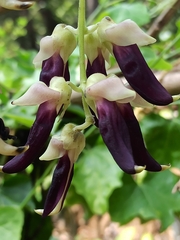 Mucuna pruriens