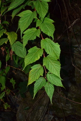 Neillia incisa