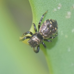 Heliophanus transvaalicus