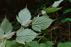 Neillia incisa