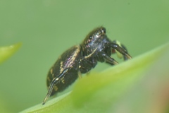 Heliophanus transvaalicus