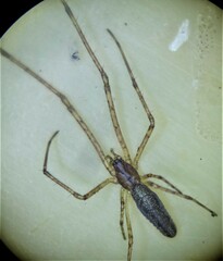 Tetragnatha laboriosa