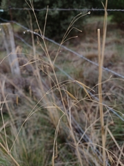Celtica gigantea