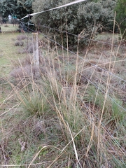 Celtica gigantea