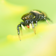 Heliophanus transvaalicus