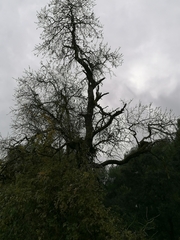 Prunus amygdalus