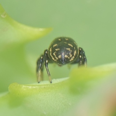 Heliophanus transvaalicus