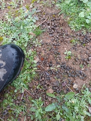 Oryctolagus cuniculus