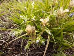 Gentiana squarrosa