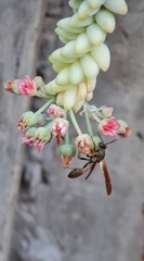 Mischocyttarus drewseni