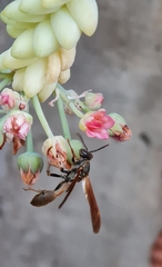 Mischocyttarus drewseni