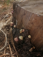 Cryptoporus volvatus