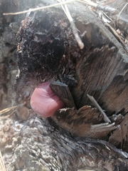 Cryptoporus volvatus