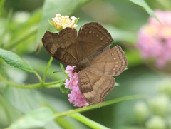 Junonia iphita