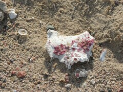 Homotrematidae
