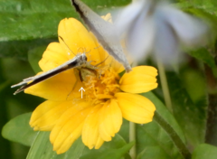 Ebrechtella pseudovatia