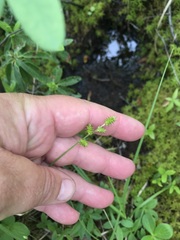 Carex wiegandii