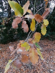 Quercus × cerrioides