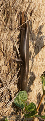 Plestiodon tetragrammus
