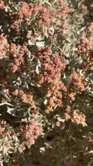 Atriplex hymenelytra