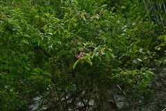 Euonymus carnosus