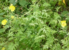 Papaver cambricum