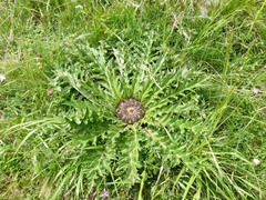 Carlina acanthifolia
