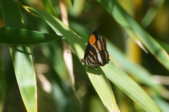 Adelpha syma