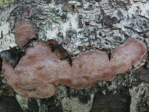 Phellinus laevigatus image