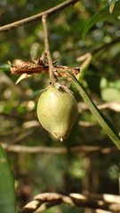 Camellia salicifolia
