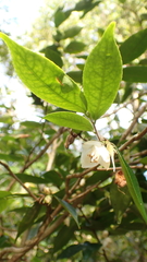 Camellia salicifolia
